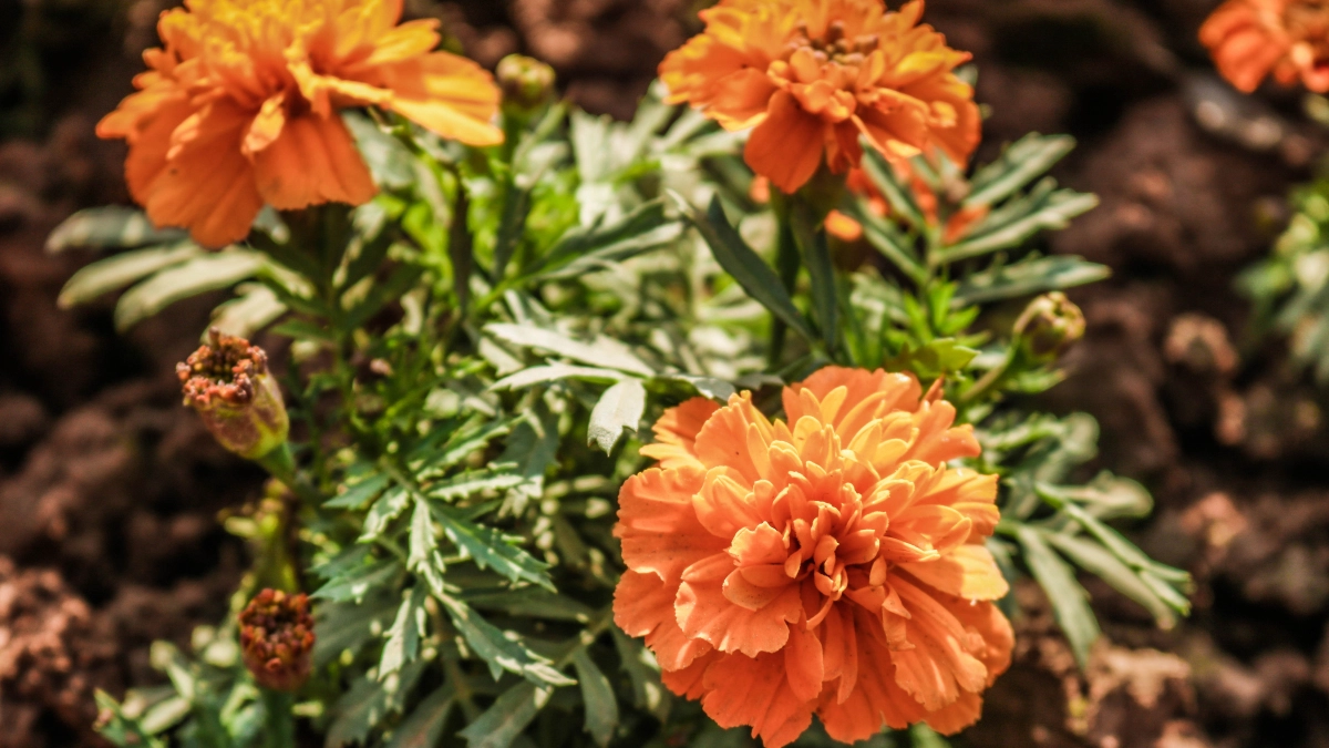 Посадите эти многолетники вдоль забора — и клещи даже носа не сунут на ваш участок: 5 растений-репеллентов, которые работают лучше химии