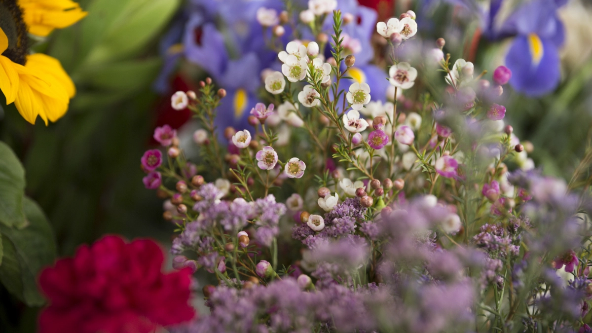 Марафон красоты на вашей даче: 7 многолетников, которые цветут всё лето — и даже дольше. Никакой рассады и беготни с лейкой