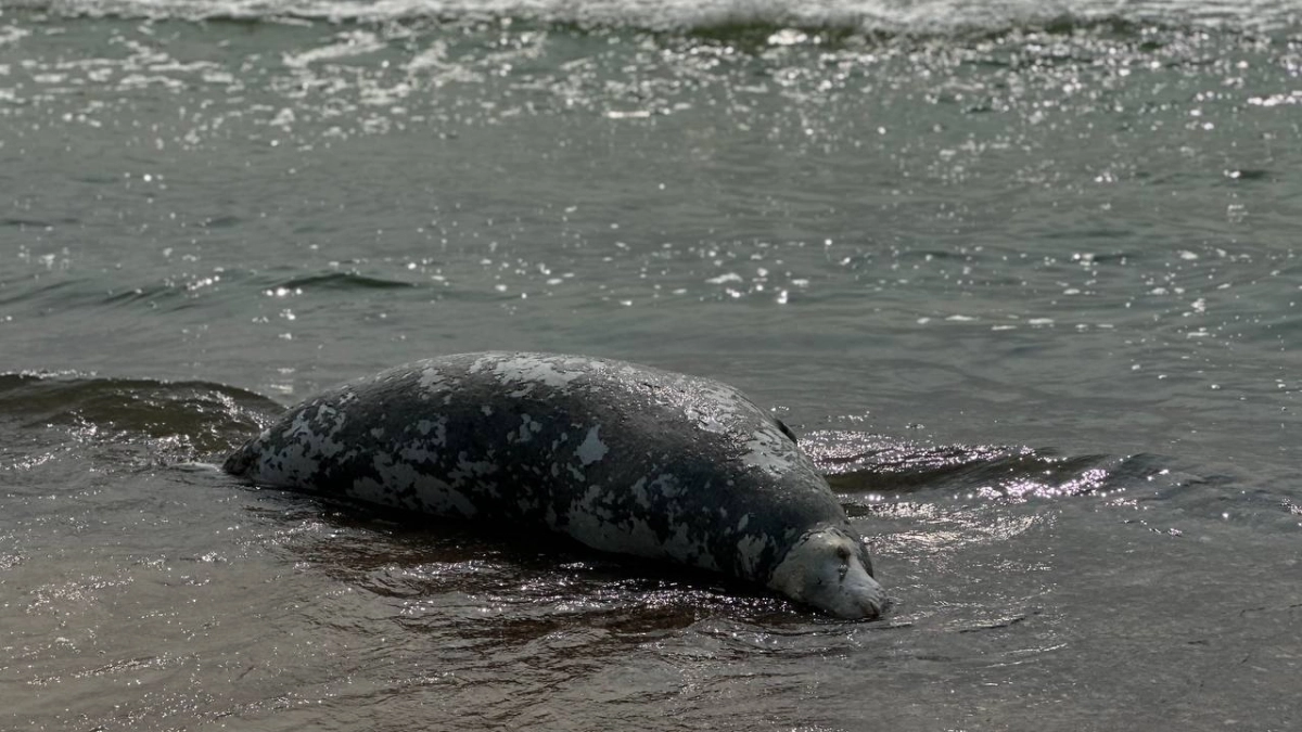 «Назвали Кутузовым»: на Куршской косе спасают истощённого детёныша серого тюленя