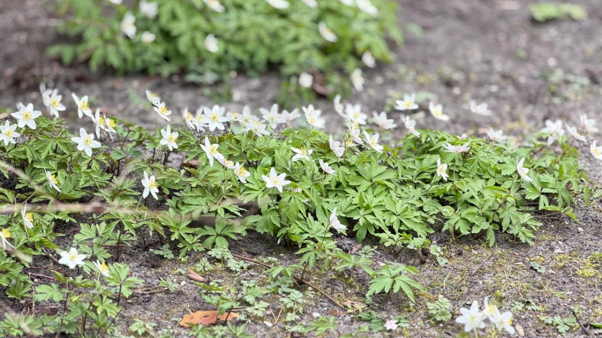 Цветы и рассаду лучше укрыть: Калининградскую область  ожидают  ночные заморозки до -5