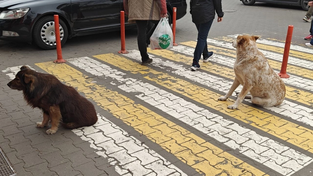 «Бродячих собак стало вдвое меньше»: куда исчезают бездомные животные в Калининграде