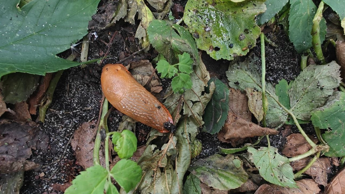 Слизни сожрали весь урожай? 5 способов остановить их надолго – от пивных ловушек до жаб и химии