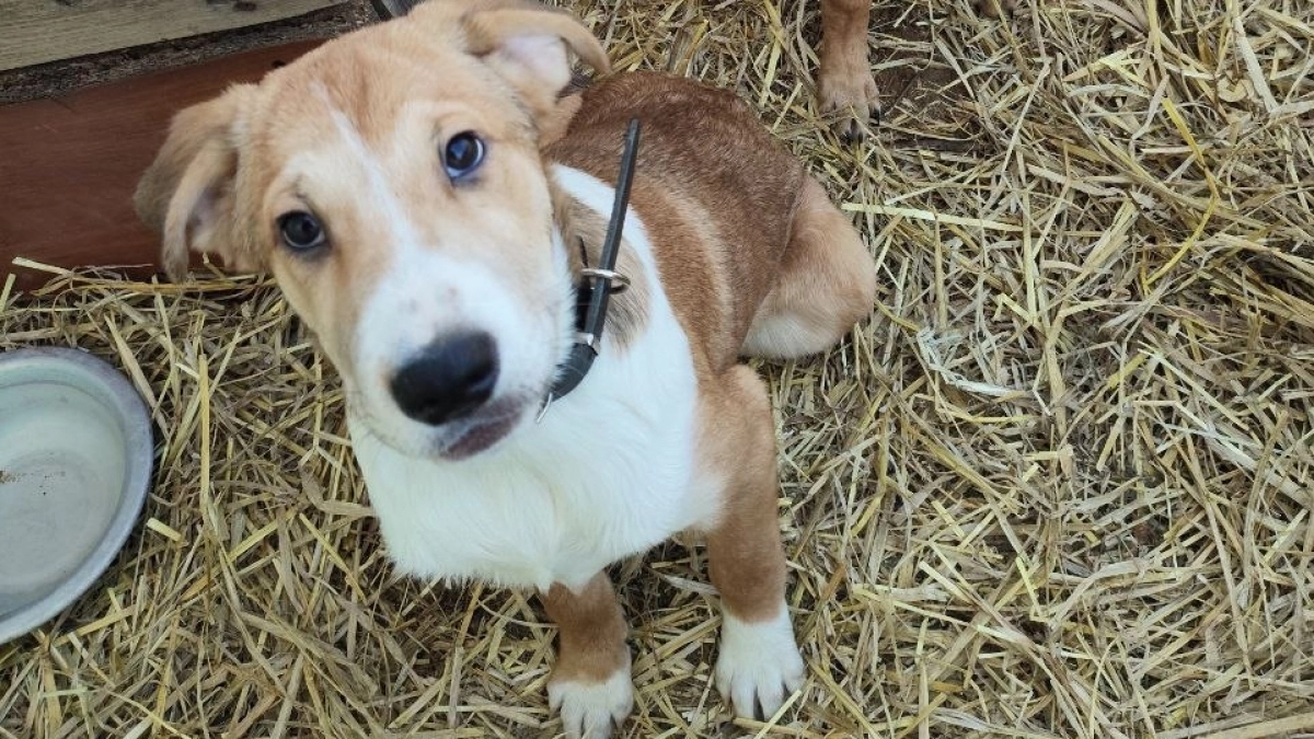 В Калининграде волонтёры ищут дом для двух щенков-девочек: привиты, стерилизация бесплатно