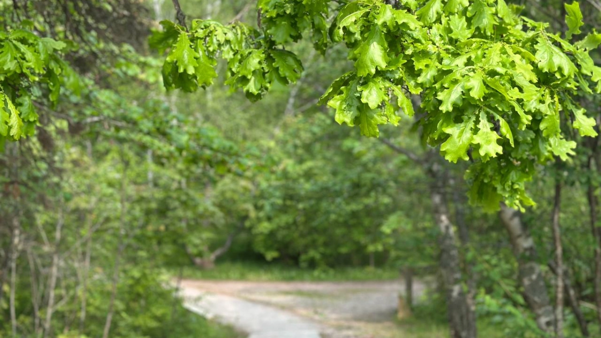 В Калининградской области до 17 мая закрыли все леса для посещения: полный список запретов
