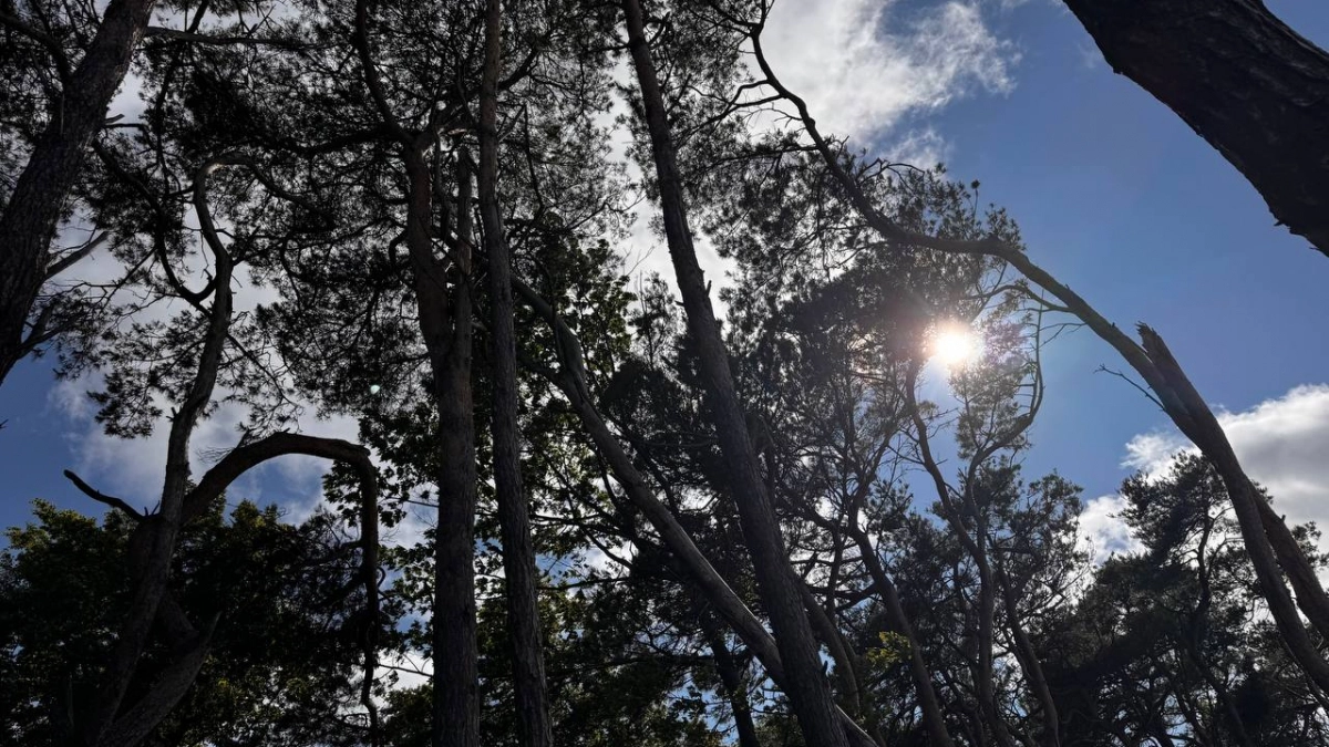 В Калининградской области могут создать новый заповедник на берегу Филинской бухты, чтобы сохранить редкие растения и животных