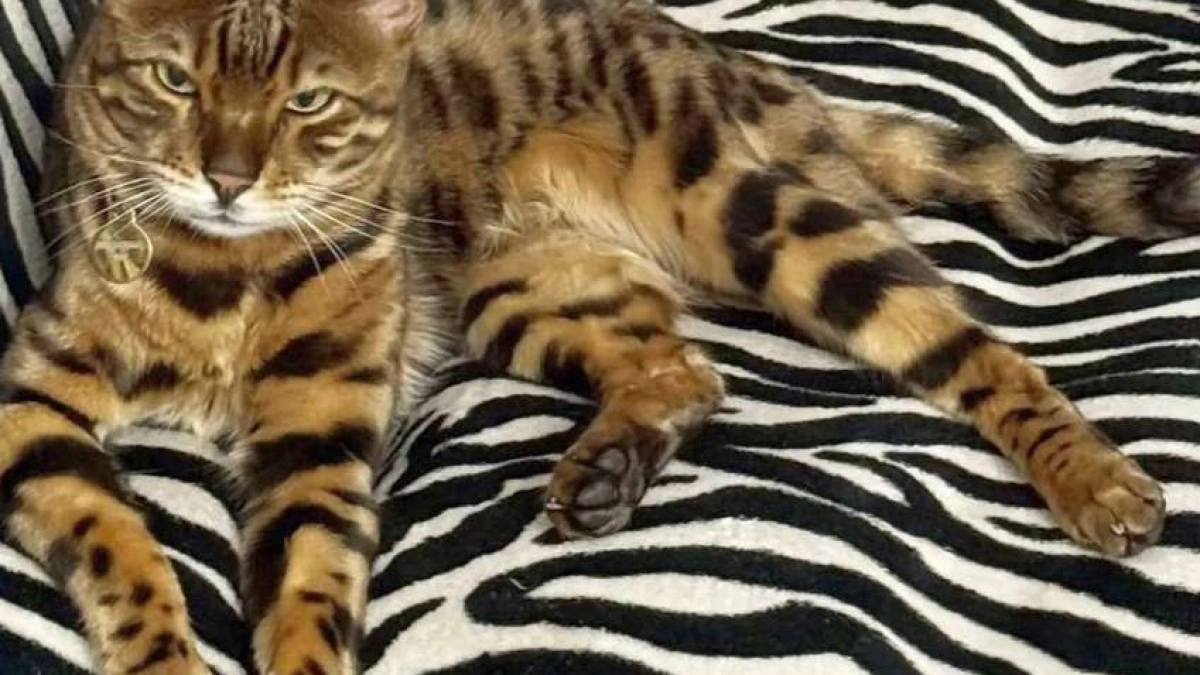 В Калининграде пара украла бенгальского кота за 100 тысяч рублей: семья ищет Лео и просит помощи