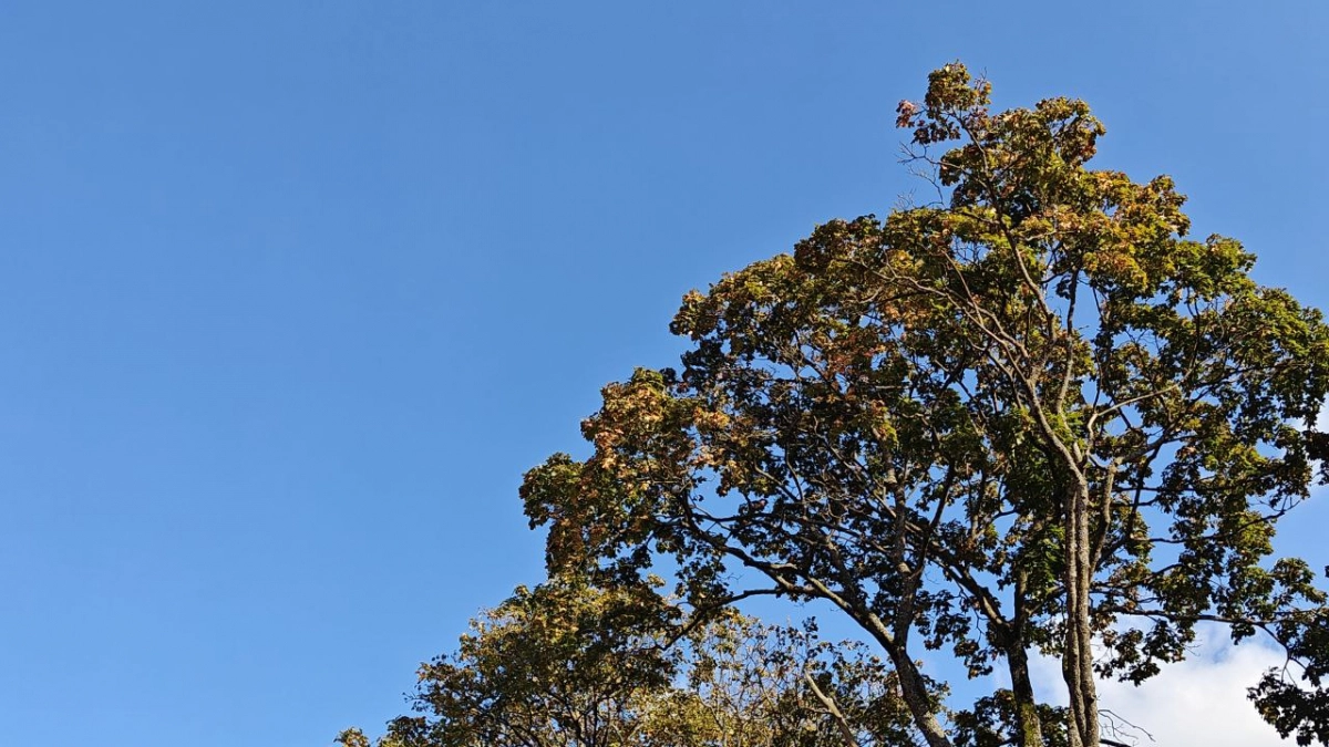 В Калининградской области за четыре дня погода прыгнет от -5 до +26