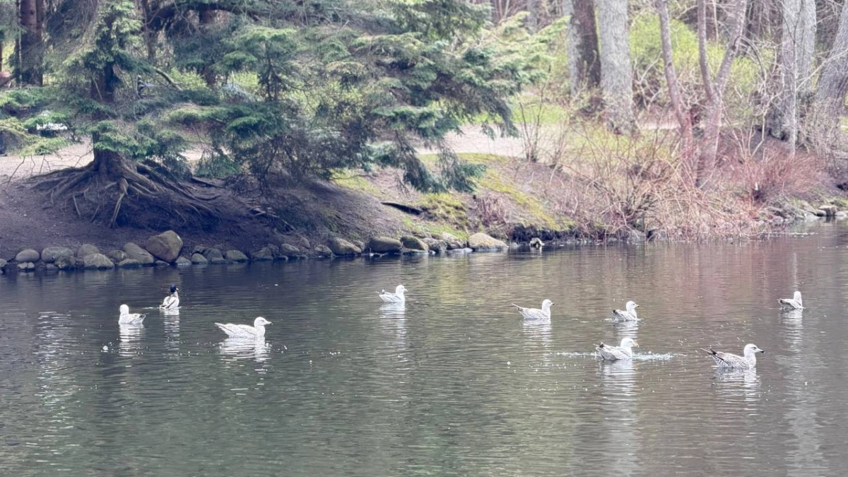 Погода в Калининградской области на 30 апреля: Калининград и Зеленоградск делят тепло, а Балтийск снова удивит тёплой ночью