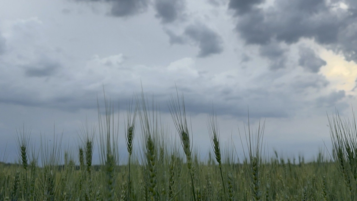 В Багратионовском районе поиски 80-летней женщины заняли сутки: как её нашли