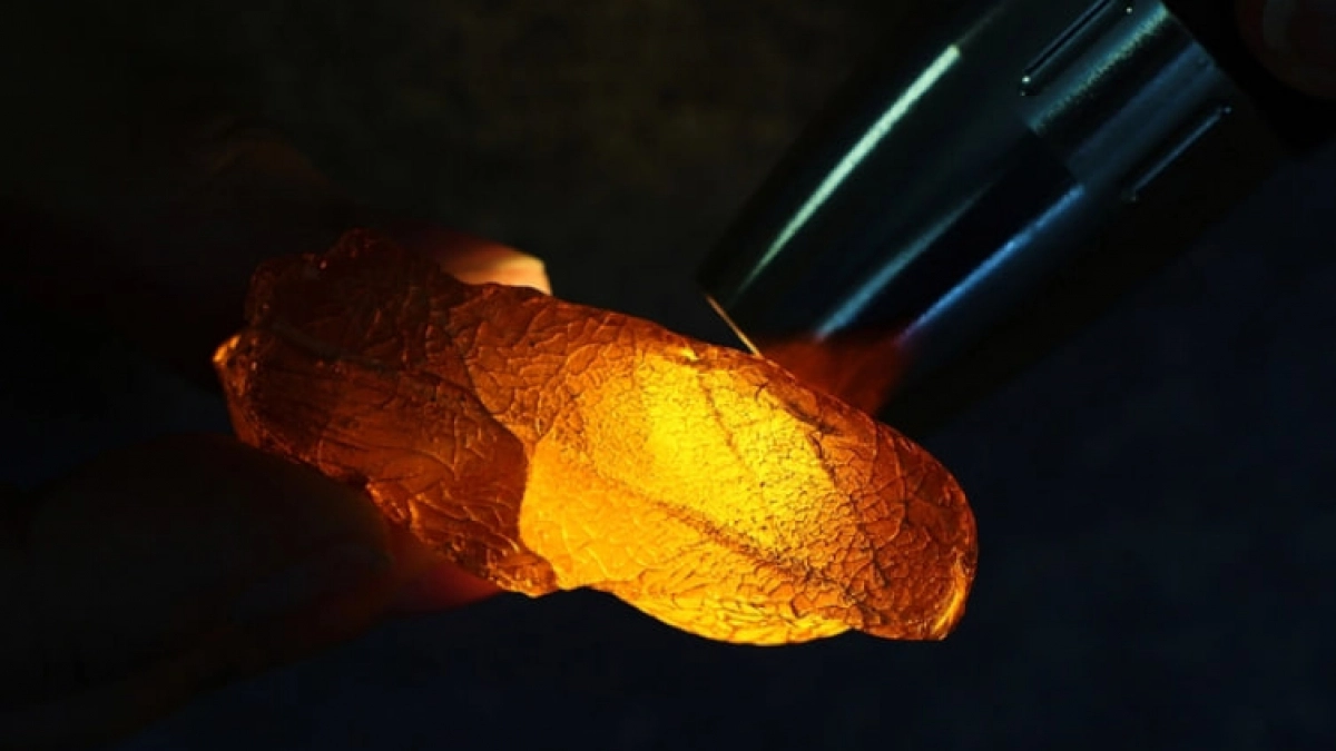 На Калининградском янтарном комбинате нашли редкий камень с отпечатком доисторического дуба, которого не видели миллионы лет