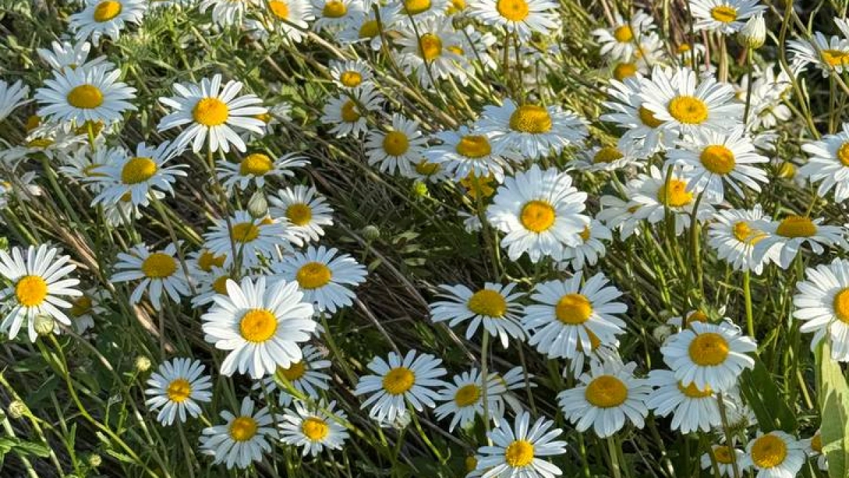 Погода в Калининградской области на 1 мая: Калининград прогреется до +19, а Советск ночью уйдёт в ноль