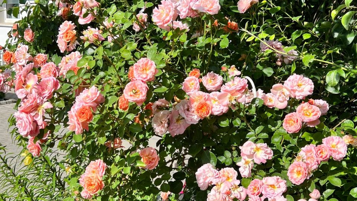 В Калининградскую область на майские мчится аномальное тепло: +26 и грозы в подарок