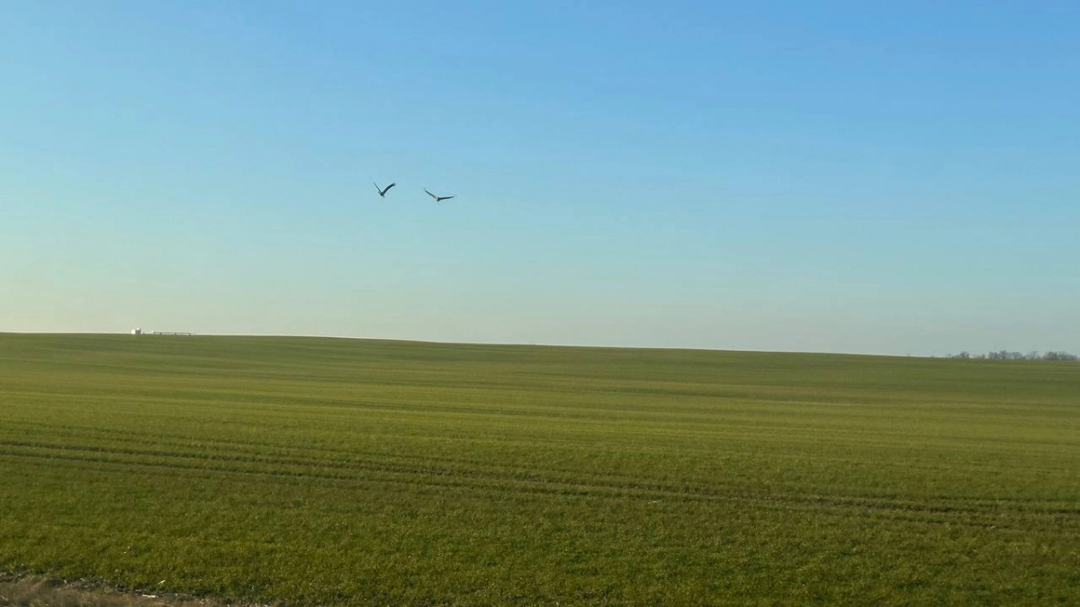 В Калининградской области Россельхознадзор обнаружил семь сгоревших полей за три дня