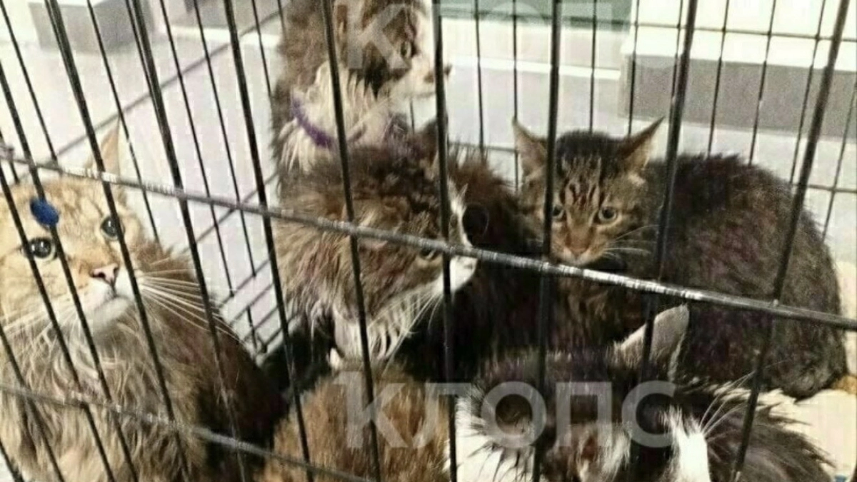 22 погибших котика : после прорыва трубы с кипятком  в калининградском  котокафе «Мяу-мяу» ветеринары борются за жизнь животных