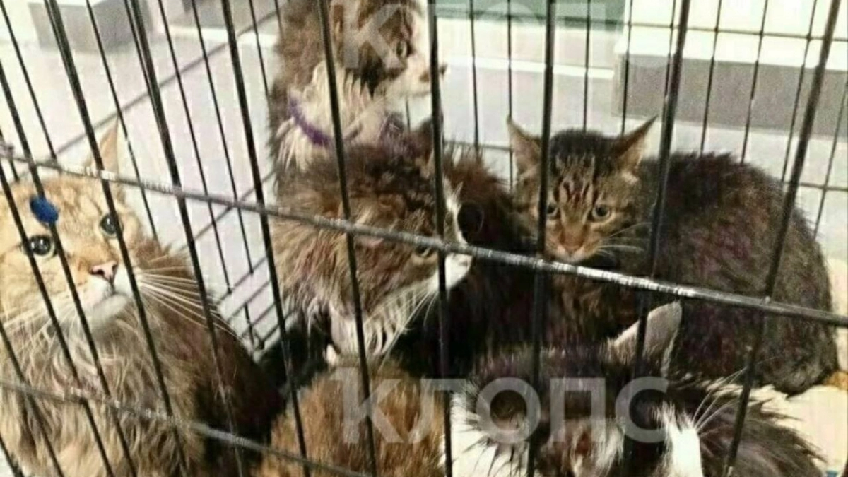 “Даже сигнализация не помогла”: владелица котокафе в Калининграде впервые высказалась после трагедии