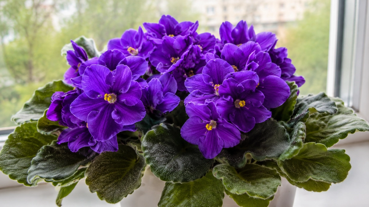 Всего 1 капля в воду — и фиалка покрывается бутонами: простой майский лайфхак неожиданно сработал лучше удобрений