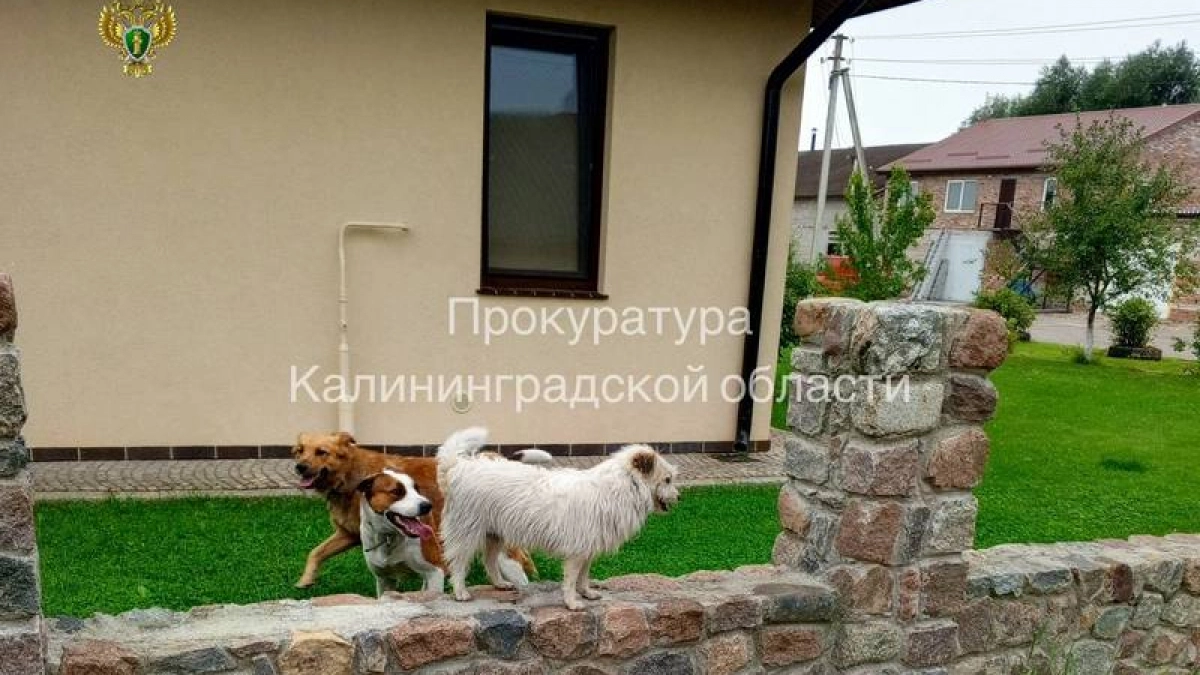 Заплатит за зубы питомцев: в Немане владельцев трех собак оштрафовали за нападение на пенсионерку