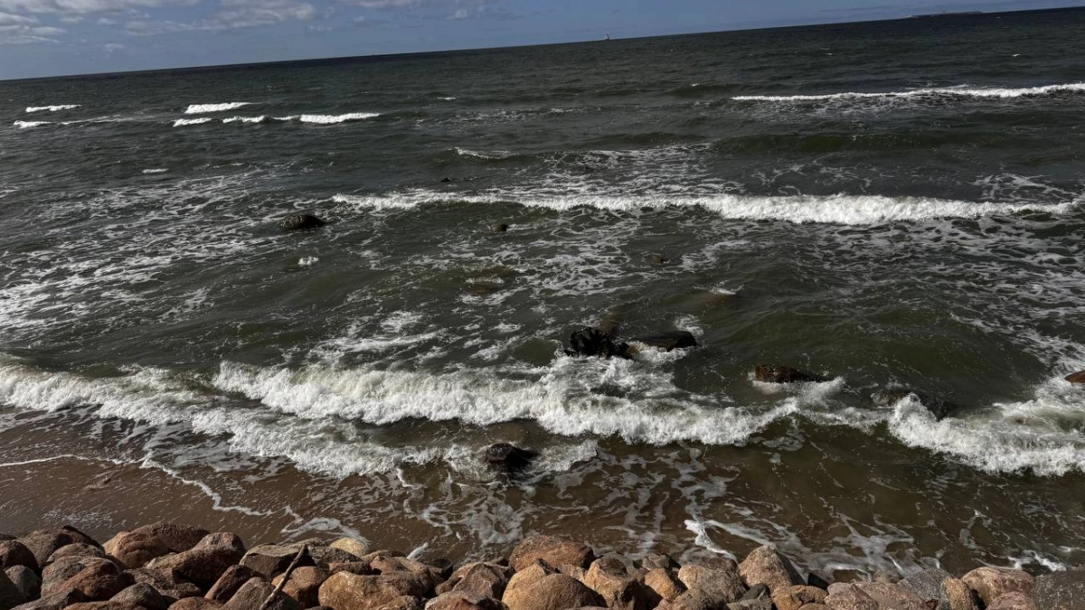 На Куршской косе готовят к возвращению в море десять спасенных тюленят