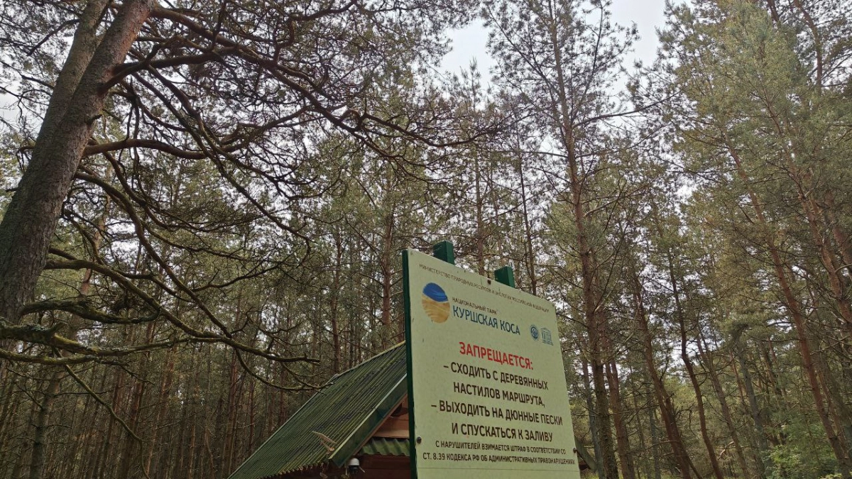 Где дешевле отдыхать на Куршской косе: сравнили цены в 3 популярных поселках — разница достигает 28,5 тысячи рублей
