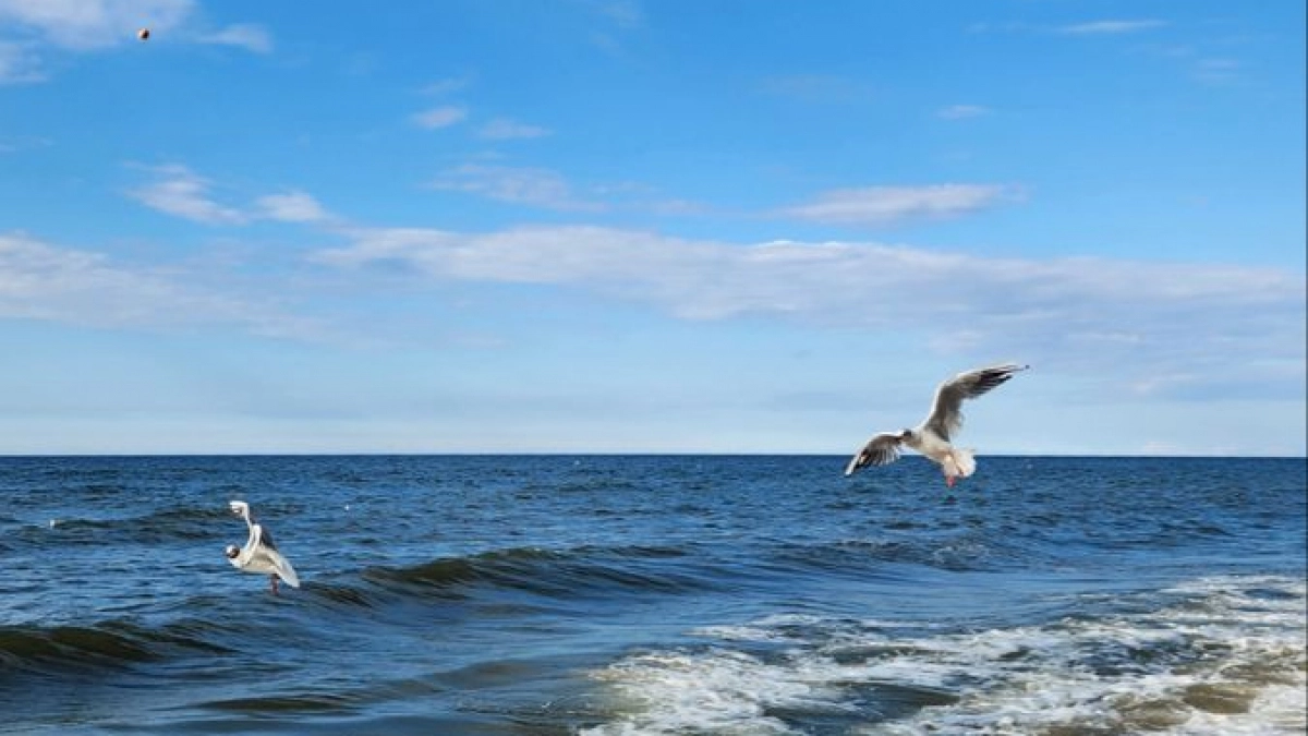 Штиль и +20 °C в море: актуальная сводка с пляжей Балтики на вторник, 4 августа  