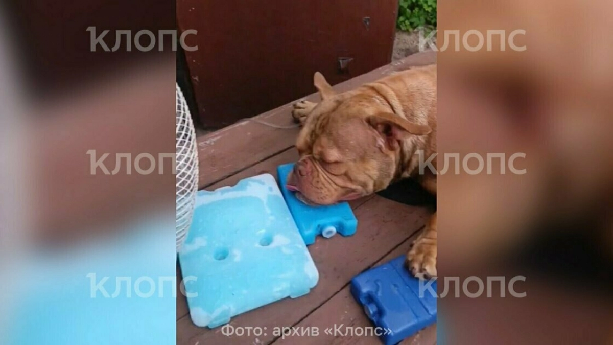 После гибели собак в Ярославле и Калининграде производитель отозвал серию вакцины «Мультикан-8»