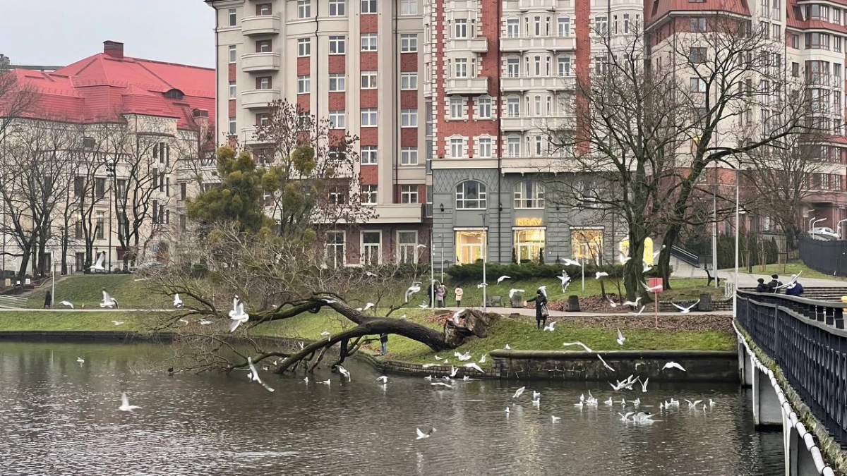 В Калининграде проведут виртуальную прогулку «Город на холмах»