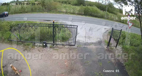 В Калининградской области домашнюю собаку жестоко изувечили: ветеринар заявил, что животное изнасиловали