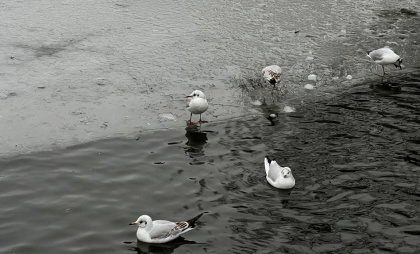 Погода в Калининградской области 2 декабря: пасмурная серость накроет регион