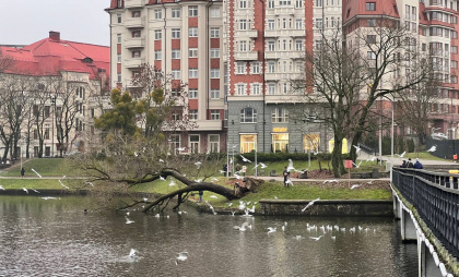 Зима в Калининграде отступила: синоптики — о рекордном тепле на рабочей неделе