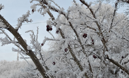 Снежная пауза с ледяным дождем и резкий возврат морозов: синоптики предупредили Калининградскую область о погодном развороте