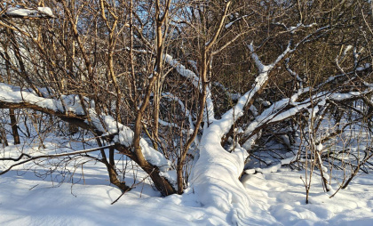 Калининградская область под ударом погоды: антициклон, оттепель и новый холод - когда будет плюс