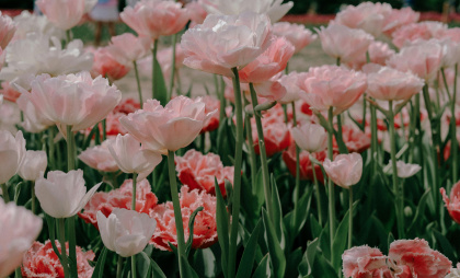 8 Марта без штампов: 100+ красивых поздравлений с праздником весны - тогательные, смешные и неожиданные слова для любимых, родных и коллег