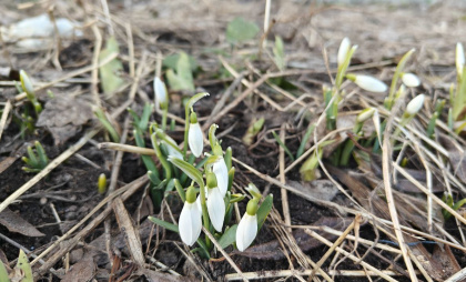Снег уйдет уже к 10 апреля, а к майским праздникам возможны +20: синоптики рассказали, какой будет весна-2026 в России