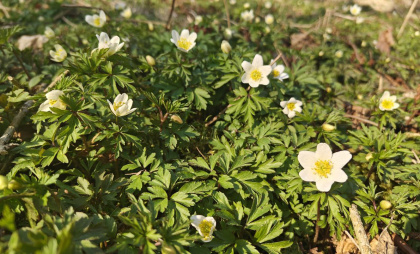 Калининградская область окажется в «погодных шестерёнках»: синоптики раскрыли неожиданный прогноз