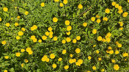 Калининград ждёт солнечная неделя, а потом — холодный сюрприз: апрель начнётся с минуса