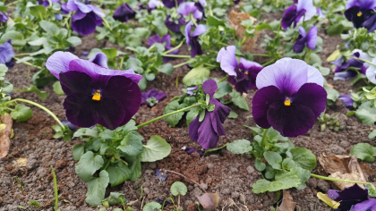 В Калининградской области весна играет в обман: с какой погодой регион начнет апрель