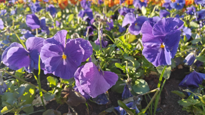 Циклон открывает занавес, антициклон ставит точку: какую погодную драму синоптики обещают Калининградской области на выходные 