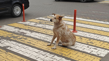 В Калининградской области в ближайшие дни осадков не ожидается, но ночи станут морозными: разбираемся в парадоксах антициклона